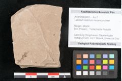 Foto (Objekt + Etikett) von Taxodium distichum miocenicum Heer (NHMW-GEO-2024-0188-6402)